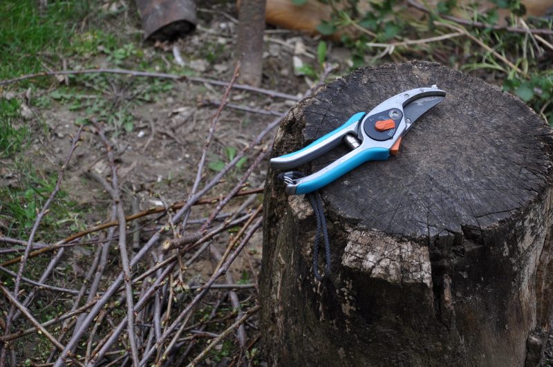 The Pruning