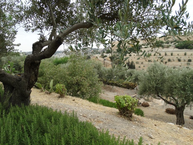 The Garden Prayer